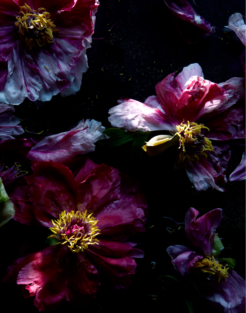 Andrea Gentl