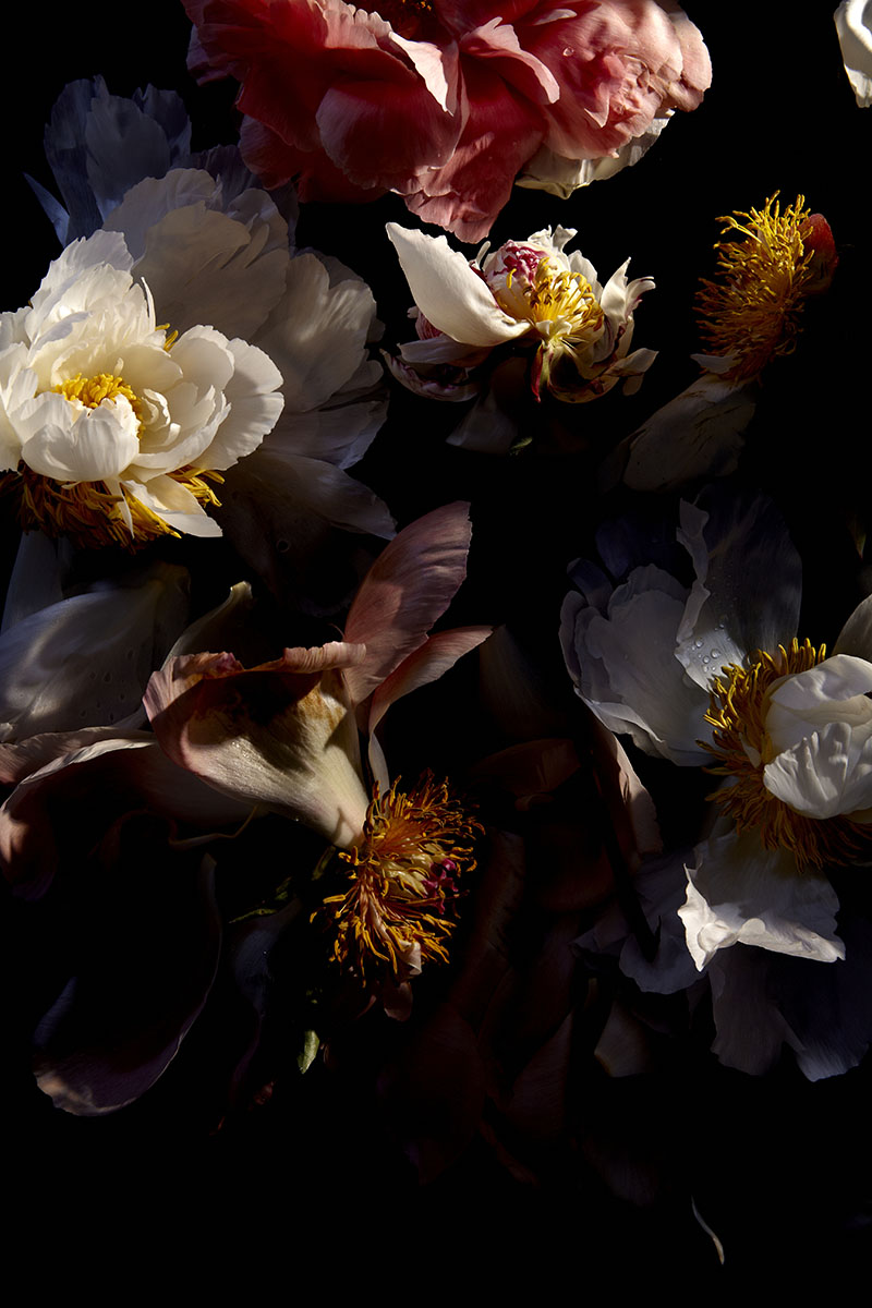Andrea Gentl